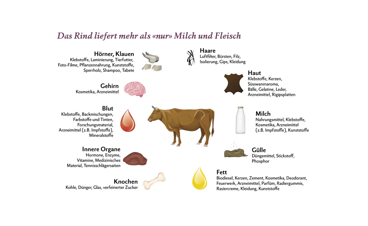 dg04-grafiken1__mrexper-malte_rubach__die-gruene-doris_rubin Die Infografik zeigt, welche Produkte ein Rind liefert.