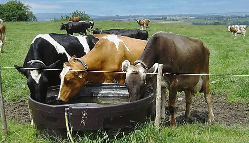 6de6907efedc0a67115863db4deb6428344d00e3 Wasser ist das wichtigste Kühlmittel für Mensch und Tier. Eine Milchkuh kann an einem heissen Tag 100 Liter Wasser und mehr trinken. Das Rindvieh kann zwar schwitzen – damit es nicht überhitzt, sollten aber Massnahmen getroffen werden. (Bild Ursula Gostei)