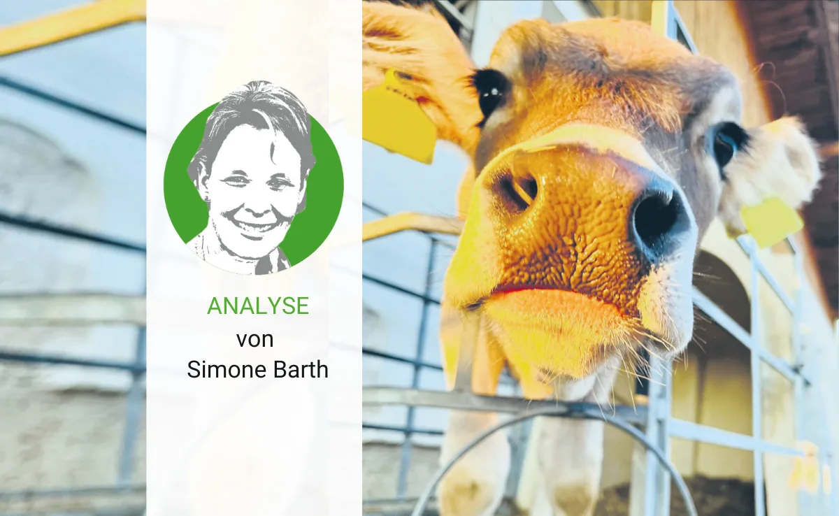 analyse-33-barth Kälber mit Topfpalmen zu beschatten, ist keine Lösung