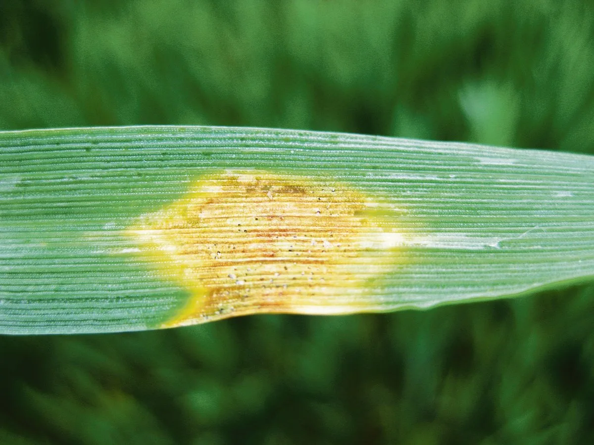 2a92e1d4a6126c2a56988fc3546e61cd9af1fc80 Septoria tritici am Weizen wird durch Nässe begünstigt. (Bild zVg)