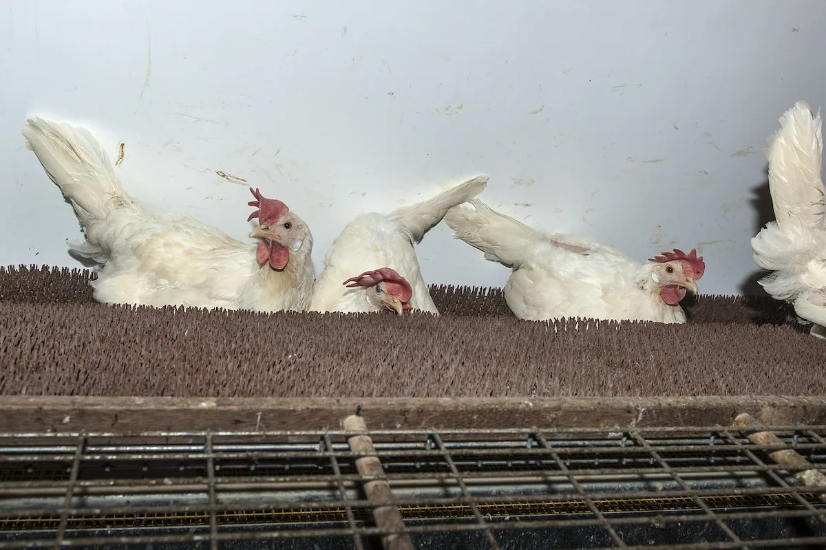geflu__gel-weiss Feuchtes Klima begünstigt Blutsauger – das können Sie gegen Vogelmilben tun