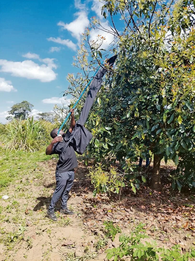 398be18b33023f0852337827de5ade4a86d9eae3ce8153631e71cc1a7969b9d8 Mit einem speziellen Pflückwerkzeug können die Avocados schonend geerntet werden. Maël und Wendy Wüthrich wollen von den Bauern wissen, wie das Gerät ankommt.