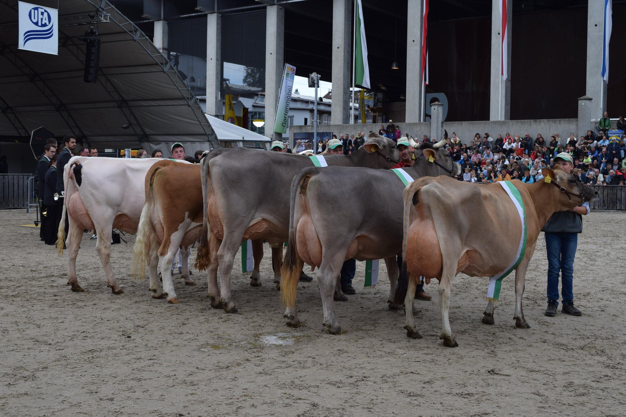 Die Olma Missen 2019 (v.l.): Miss Holstein Lady; Miss Fleckvieh Corona; Miss Braunvieh Silvana; Miss Original Braunvieh Viona; Miss Jersey Daisy. (Bilder Stefanie Giger)