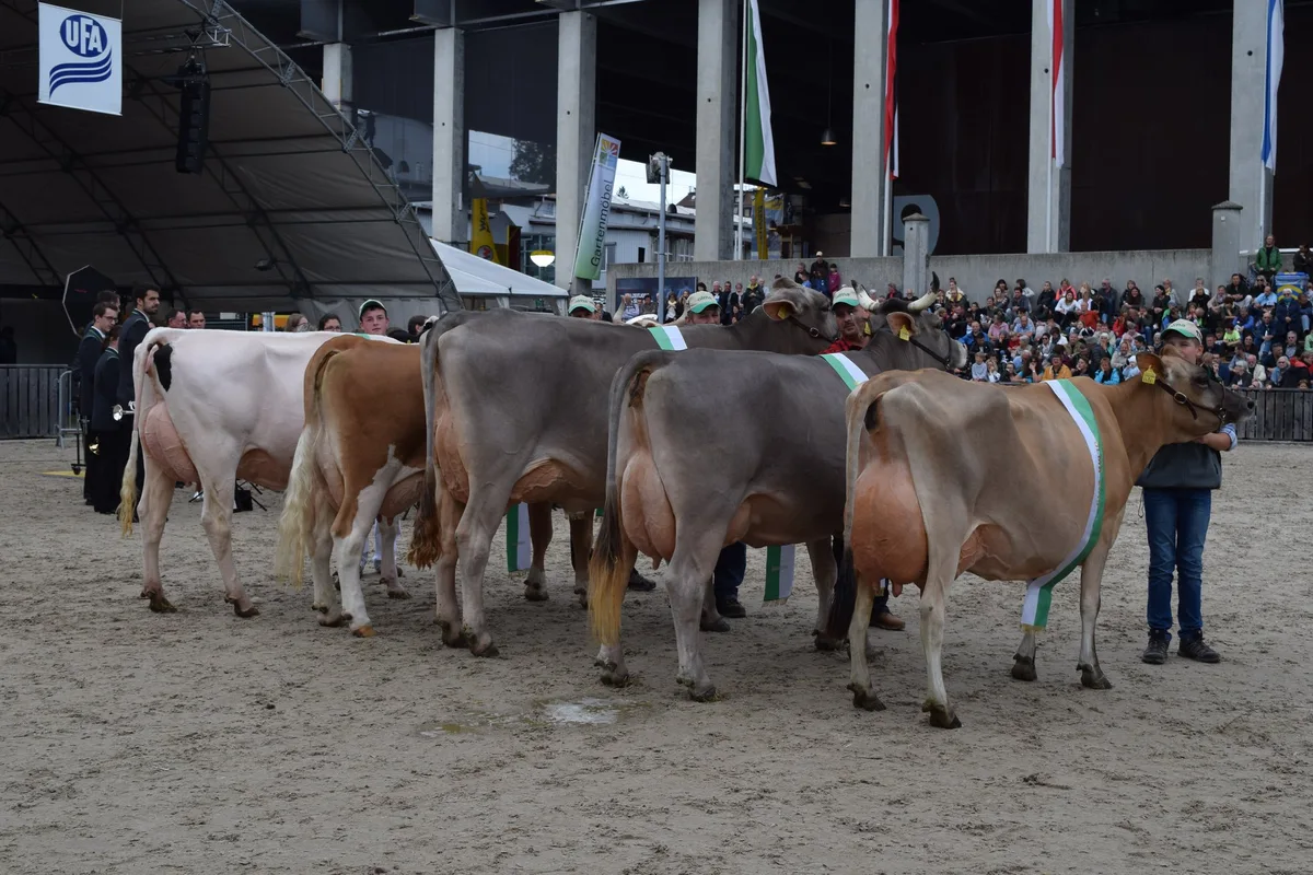 119a713f9294dceb77717136b3a42ca47f934771 Die Olma Missen 2019 (v.l.): Miss Holstein Lady; Miss Fleckvieh Corona; Miss Braunvieh Silvana; Miss Original Braunvieh Viona; Miss Jersey Daisy. (Bilder Stefanie Giger)