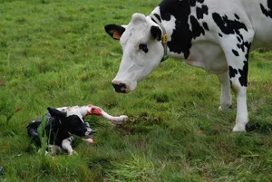Abkalbungen auf der Weide haben für Kuh und Kalb gesundheitliche Vorteile. (Bild pixabay)
