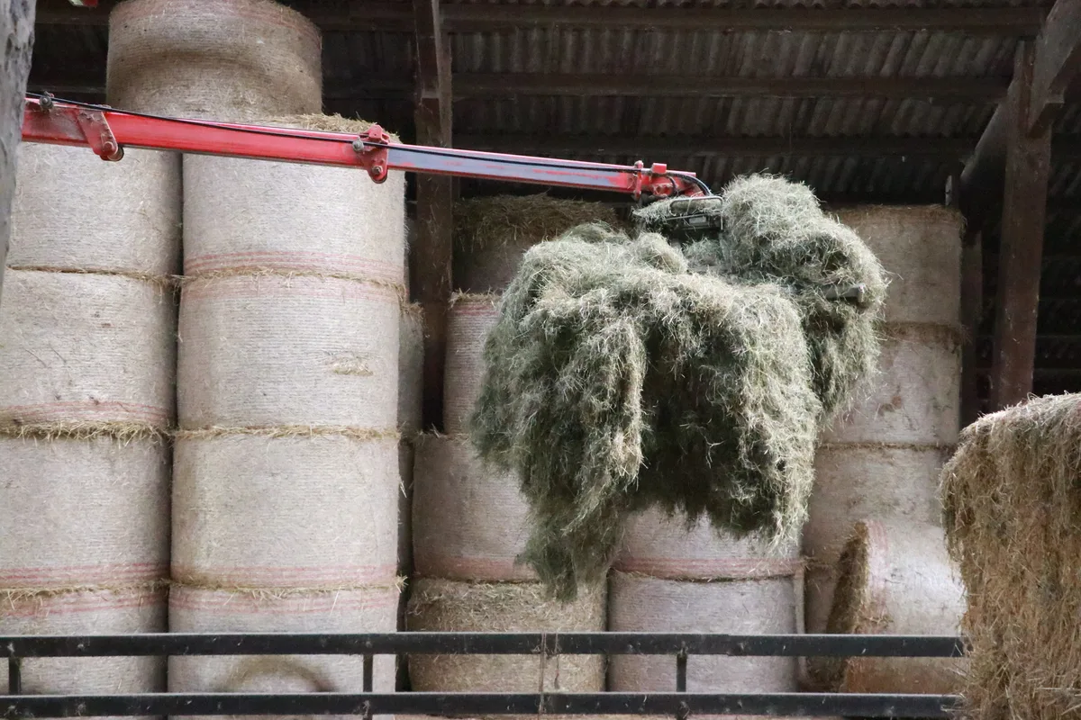 Genügend eigene Grundfuttervorräte zu haben, verschafft Transparenz über die Futterqualität und ermöglicht die Kontrolle unerwünschter Unkrautsamen.