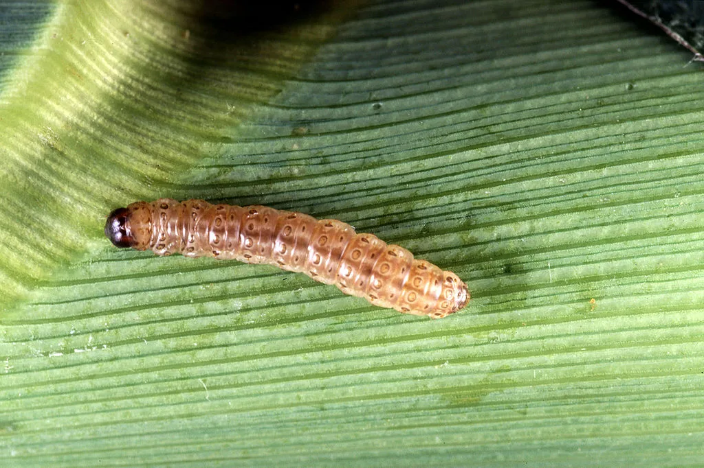bb9a13ae6c9d54f92bd88a0166552876d0bcc795 Die jungen Maiszünsler dringen in den Maisstängel ein, wo sie sich bis im Herbst langsam nach unten fressen. (Bild Keith Weller)