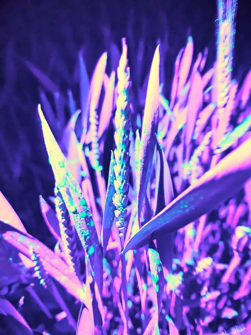 f8cfc87a58702b8bf98037be81df95fcc9ad300043963d8d0a4a22916ee2564e Die fluoreszierende Flüssigkeit zeigte die Verteilung der Sprühmenge auf dem Weizen.
