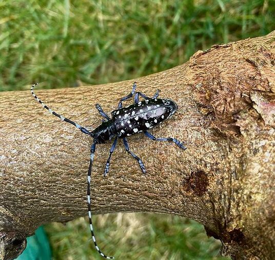 So sieht der gefährliche Schädling aus. Typisch sind grosse Ausfluglöcher im befallenen Holz.