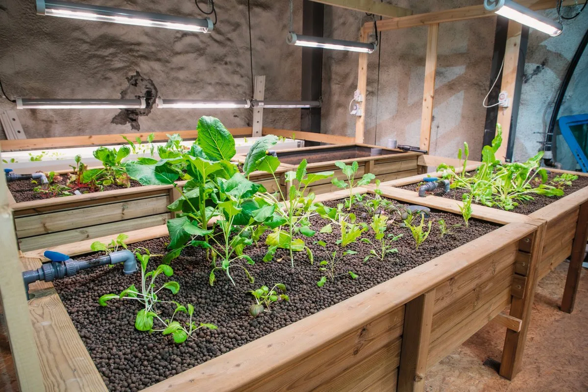 134c155c557c8af4a346fc07c57331a052274fc3 Üppiges Wachstum sieht anders aus: Das Gemüse im Hagerbachstollen wird nur mit den Ausscheidungen der Fische gedüngt. Vom Gemüsebeet kehrt das Wasser zu den Fischen zurück. Das Licht kommt von LED-Lampen. Bild: Gian Vaitl