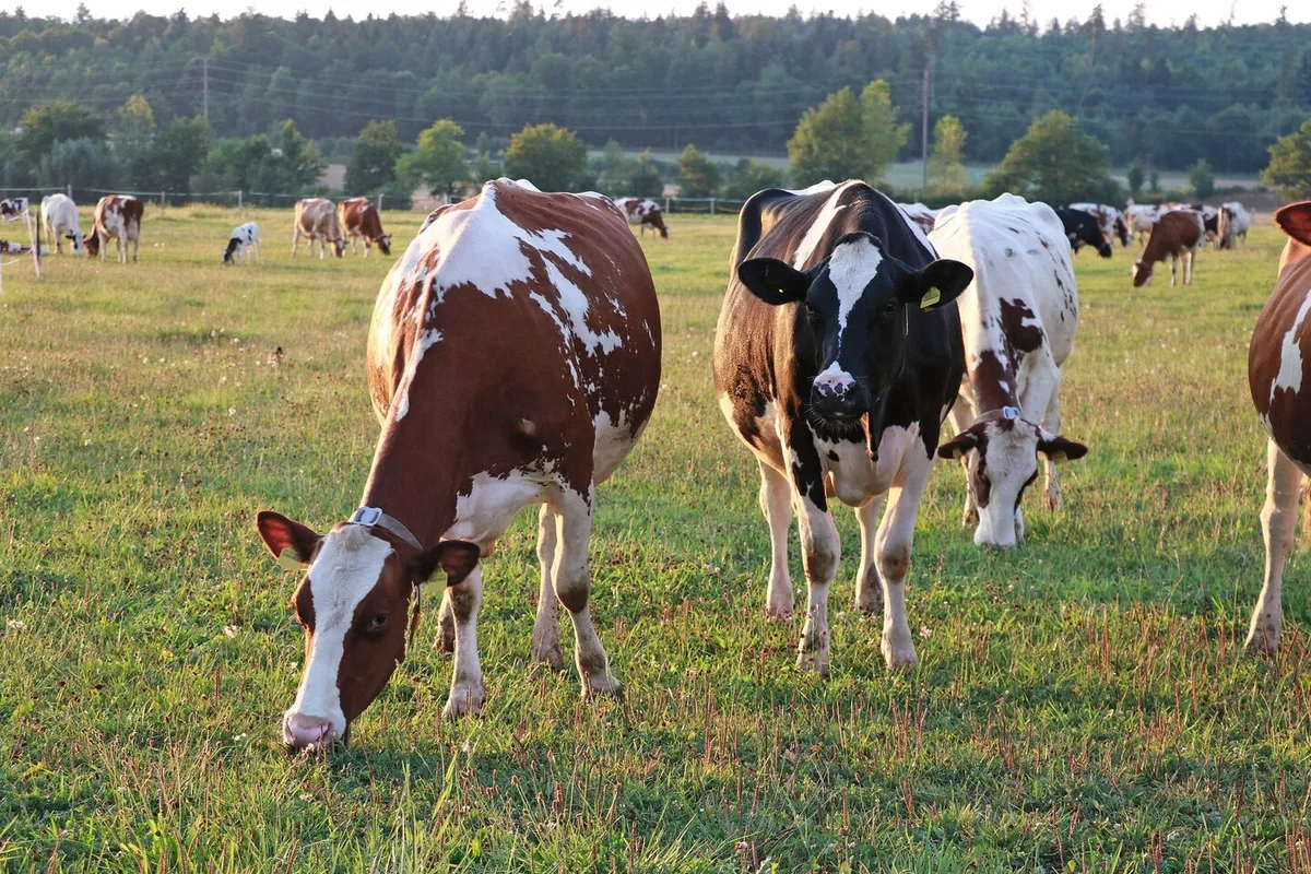 Neben der Tiergesundheit untersucht das Projekt ReLait auch die Themen «Lebensqualität» und «Einkommen» der Bauernfamilien.