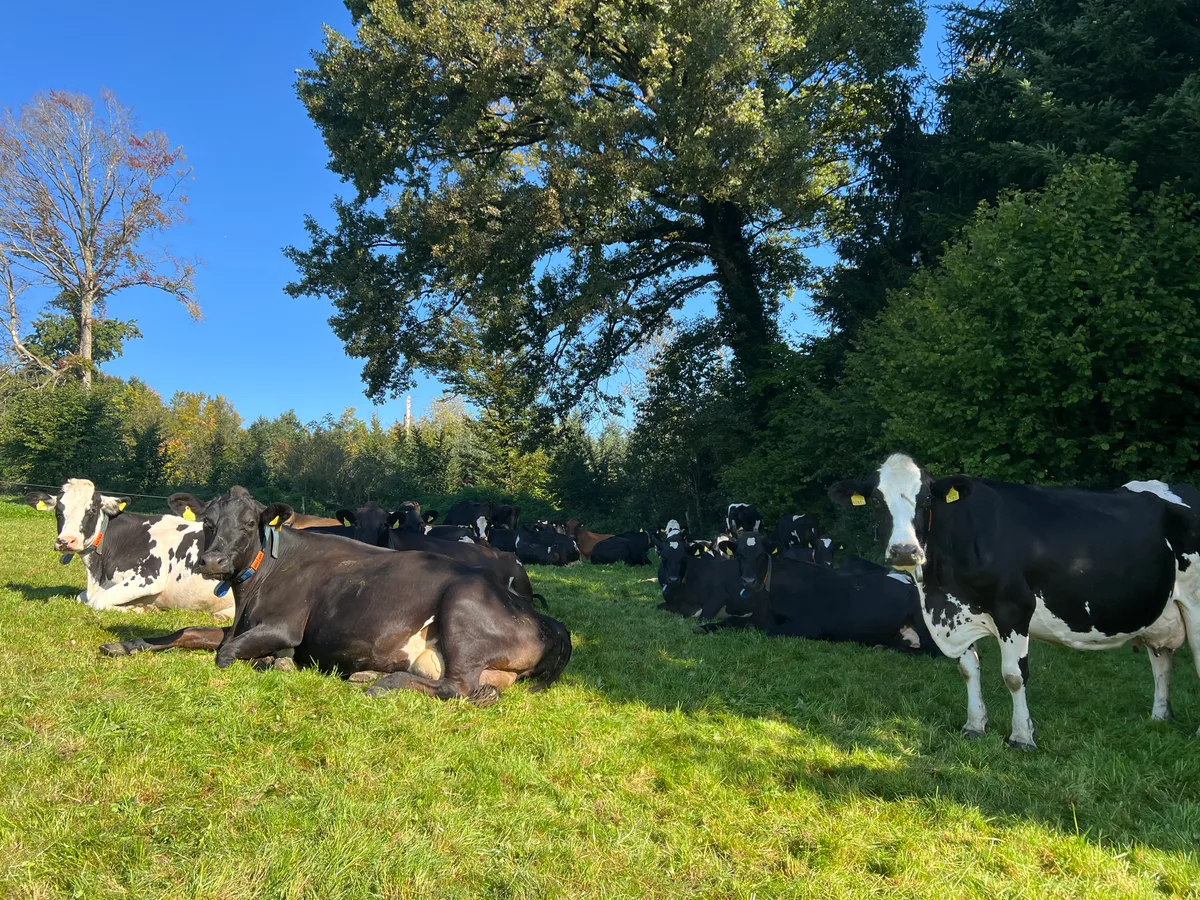 Das Bild stammt aus besseren Tagen (Spätsommer 2025). Vollweide wurde aber auch im Hitzesommer 2026 durchgezogen auf dem Betrieb Bucher.