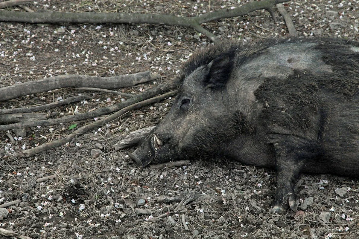 ca64975938dbd04d324c1b6cdb2399ce6f3fa895 Die ASP wird von Wildschweinen übertragen und endet für Schweine normalerweise tödlich. In Deutschland wird daher intensiv nach Wildschweinkadavern gesucht. (Symbolbild Pixabay)