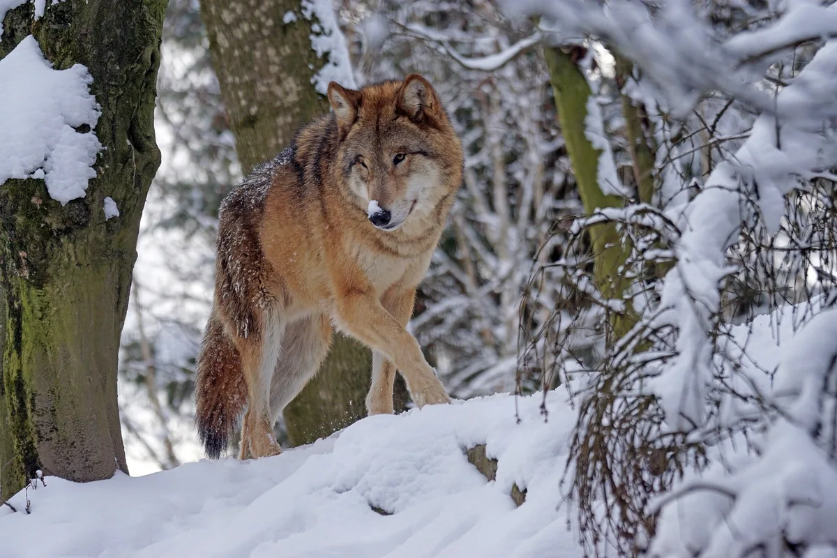 wolf-g3041e0fe3_1920 Gibt es im Flachland des Kantons Freiburg erstmals Wolfsrisse?
