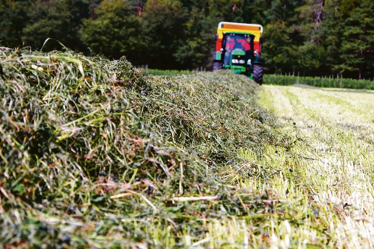 1a438debe8d7960cbd8e79ccc5ea75a50a7a472c Ernteverfahren sollten optimal aufeinander abgestimmt sein, um Produktionsaufwand und Arbeitsbelastung zu reduzieren.(Bild BauZ)
