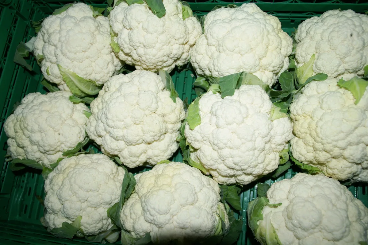 9f5bde55cfccfc71d5edf56cb4ce4fd679a84027 Blumenkohl ist der beliebteste Kohl in der Schweiz. (Bild lid)