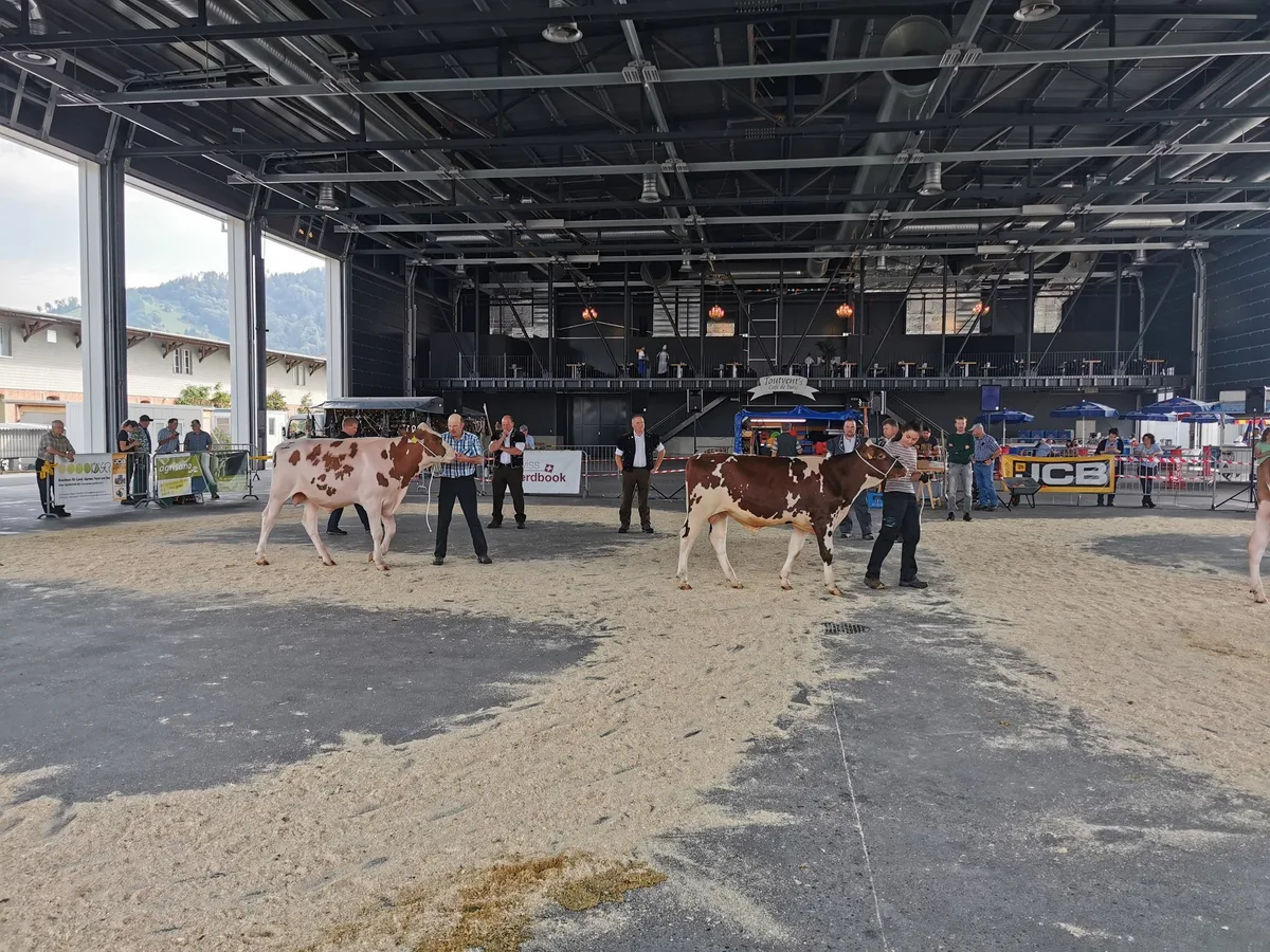 Swisscow und Zuchtstiermarkt Bulle verlangen Covid-19-Zertifikat