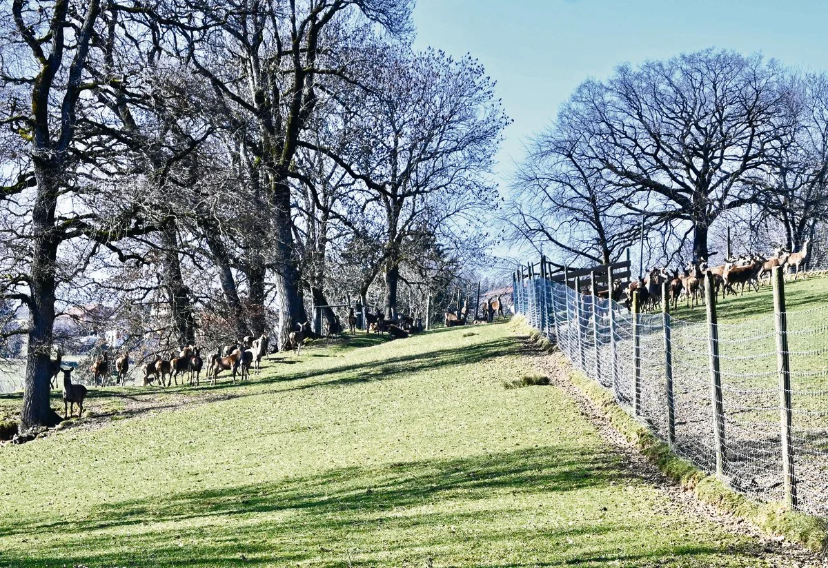 1bb8d16b0d67053247d54b04a74a5e35f567eac5 Die Rothirsche verbringen das ganze Jahr auf der Weide. Ihnen stehen dazu 20 ha Grasland zur Verfügung, die wegen der Hangneigung anderweitig nicht oder nur schwer genutzt werden könnten.(Bilder Jasmine Baumann)