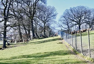 Die Rothirsche verbringen das ganze Jahr auf der Weide. Ihnen stehen dazu 20 ha Grasland zur Verfügung, die wegen der Hangneigung anderweitig nicht oder nur schwer genutzt werden könnten.(Bilder Jasmine Baumann)