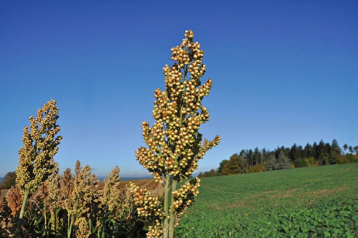 cad1008ceaf74edbf803e1b8ea98c48d0bcb1b07897fdfe044f0fe986fa4fafa Alleskönner Sorghum?