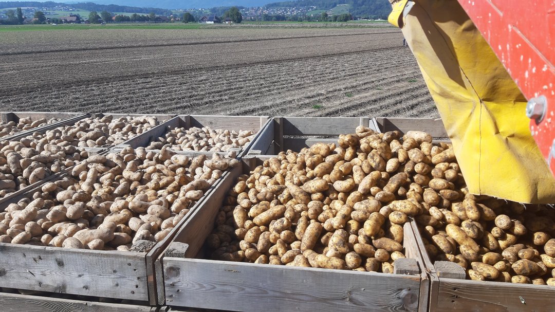 Fünf erfreuliche Fakten zur Kartoffelernte 2025