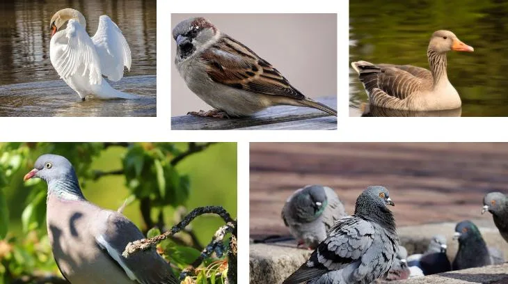 4d23b1ac30e417b12feaa0b4fedac8f6da7f4293 Sei es die Übertragung von Krankheiten, verschmutztes Futter oder Schäden an Ackerkulturen – Wildvögel können verschiedene Probleme bereiten. (Bilder Pixabay)