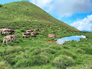 Für Alpneulinge empfiehlt es sich, sich Zeit zu nehmen bei der Alpauswahl und sich ein Bild vor Ort zu machen.