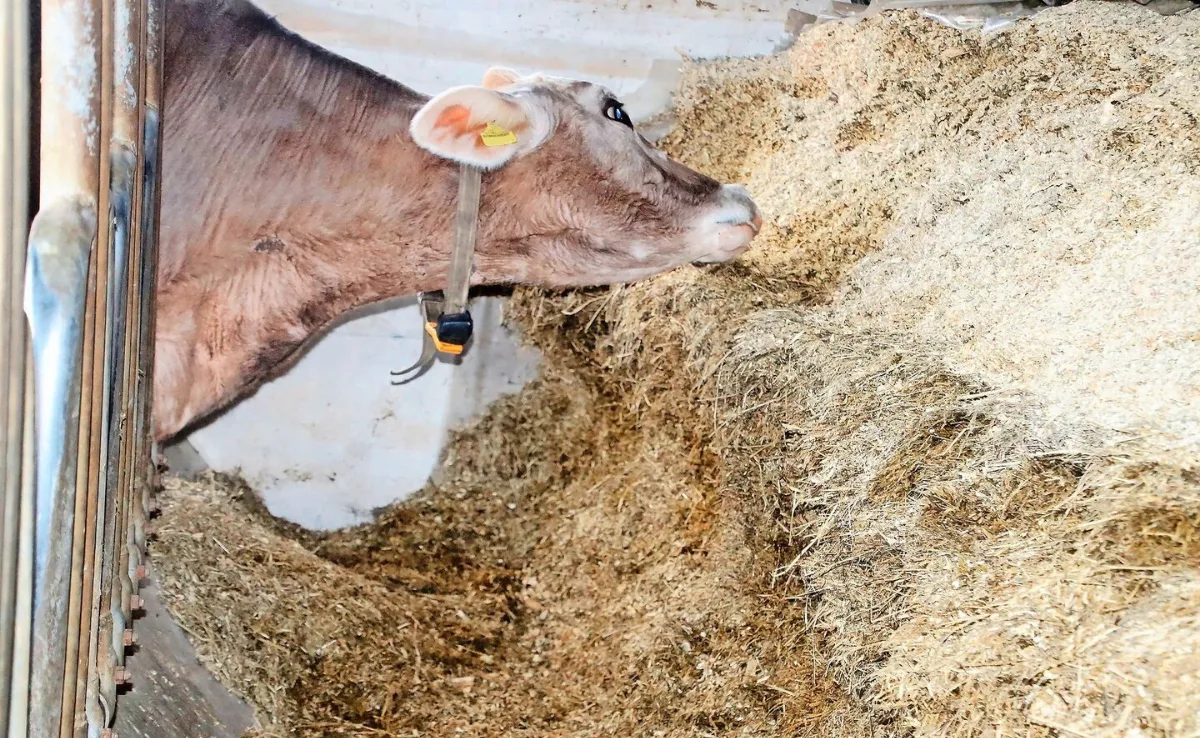 RoMue2 Ansprüche an Qualität, Bauten und Planung rund um das Silowesen steigen stetig