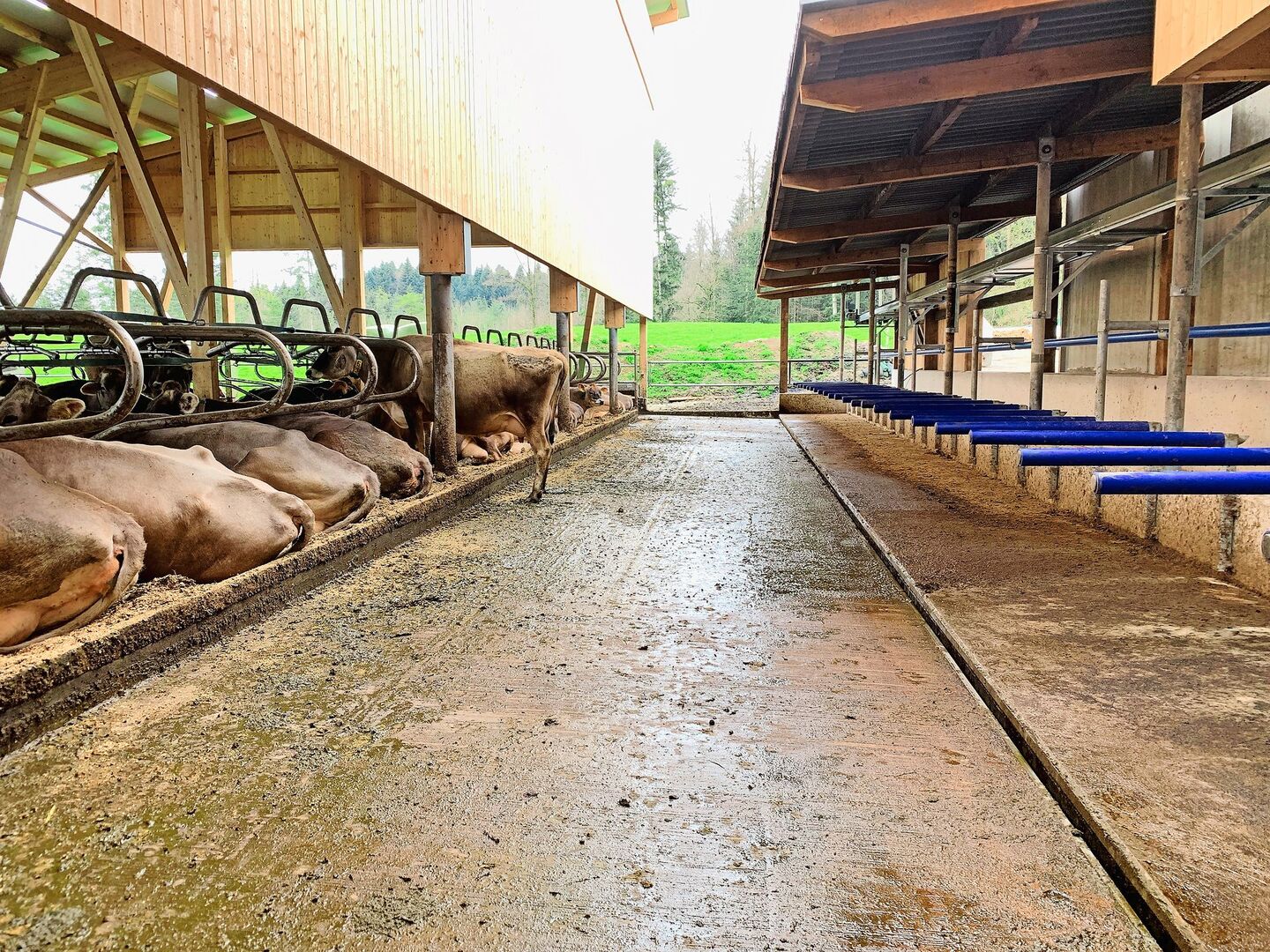 Weniger verschmutzte Laufflächen, auch dank erhöhten Fressständen und einer Harnsammelrinne (r.), helfen mit, im Musterstall von Familie Zimmermann in Merlischachen SZ die Ammoniakemissionen zu reduzieren.