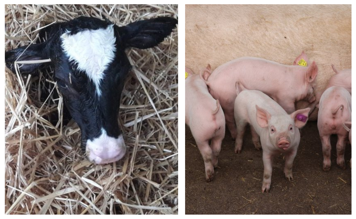 Diese Kräuter helfen kränkelnden Kälbern und Ferkel