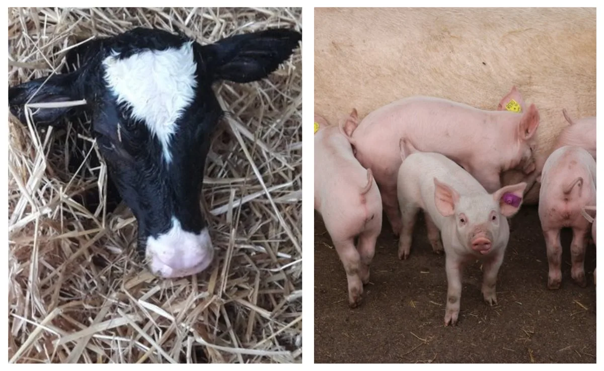 phytotherapie_kalb_ferkel Diese Kräuter helfen kränkelnden Kälbern und Ferkel