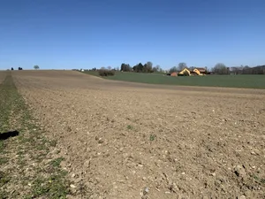 Mit der Bodenbearbeitung und der Saatbettbereitung kann zugewartet werden. Vor allem für all diejenigen, welche noch vor den Zuckerrüben pflügen möchten.
