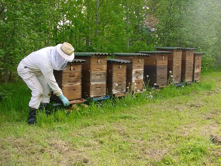b5d017f762f2db930dc78ea18ef8e27ea6047c57 Insbesondere in den Haupterzeuger- und Exportnationen in Süd- und Osteuropa blieb ein Preisanstieg beim Honig aus. (Symbolbild Agroscope)