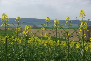 Für die menschliche Nahrung spielt Raps als Proteinquelle noch keine Rolle. (Bild Ruth Aerni)