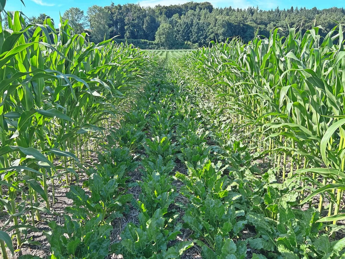 Der Mais beschattet die Zuckerrüben. Das Feld ist ziemlich genau Nord-Süd ausgerichtet, womit die Rüben nur am Mittag in der Sonne stehen.