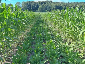 Der Mais beschattet die Zuckerrüben. Das Feld ist ziemlich genau Nord-Süd ausgerichtet, womit die Rüben nur am Mittag in der Sonne stehen.