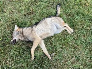 Hier der Wolf, der Ende November in der Nähe des Pfynwaldes gefunden wurde. Nun gibt es laut Walliser Medien einen weiteren Fund.