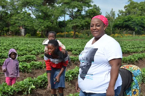 bb9ea5c71f266c3332bff2c1f20e66c1d1a3fa35 Bupe Chipili Mulapesi (rechts) baut in Sambia im grossen Stil Erdbeeren an. Sie produziert biologisch und stellt vor allem Frauen ein. (Bilder Marianne Stamm)