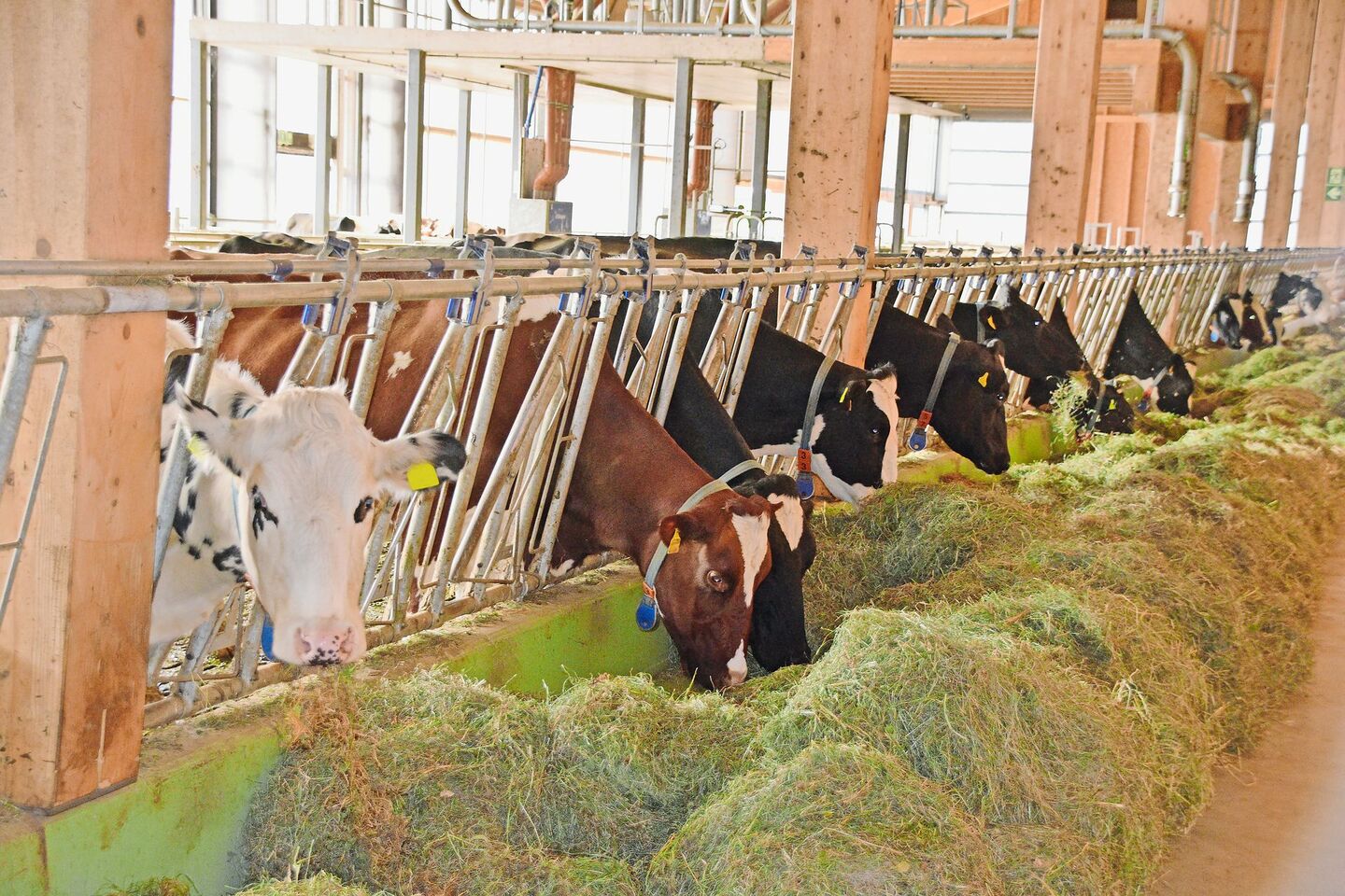 Auch eine bedarfsgerechte Fütterung der Tiere sorgt für tiefe Tierarzt- und Besamungskosten.