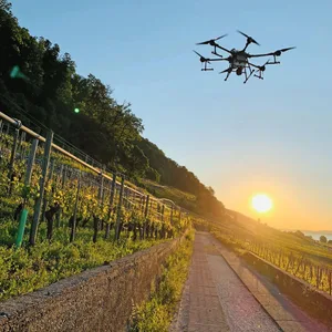 Im Rebbau sind Drohnen verbreitet und gut akzeptiert: Sie verursachen viel weniger Abdrift als Helikopter und machen weniger Lärm. Das macht sie auch nachhaltiger.