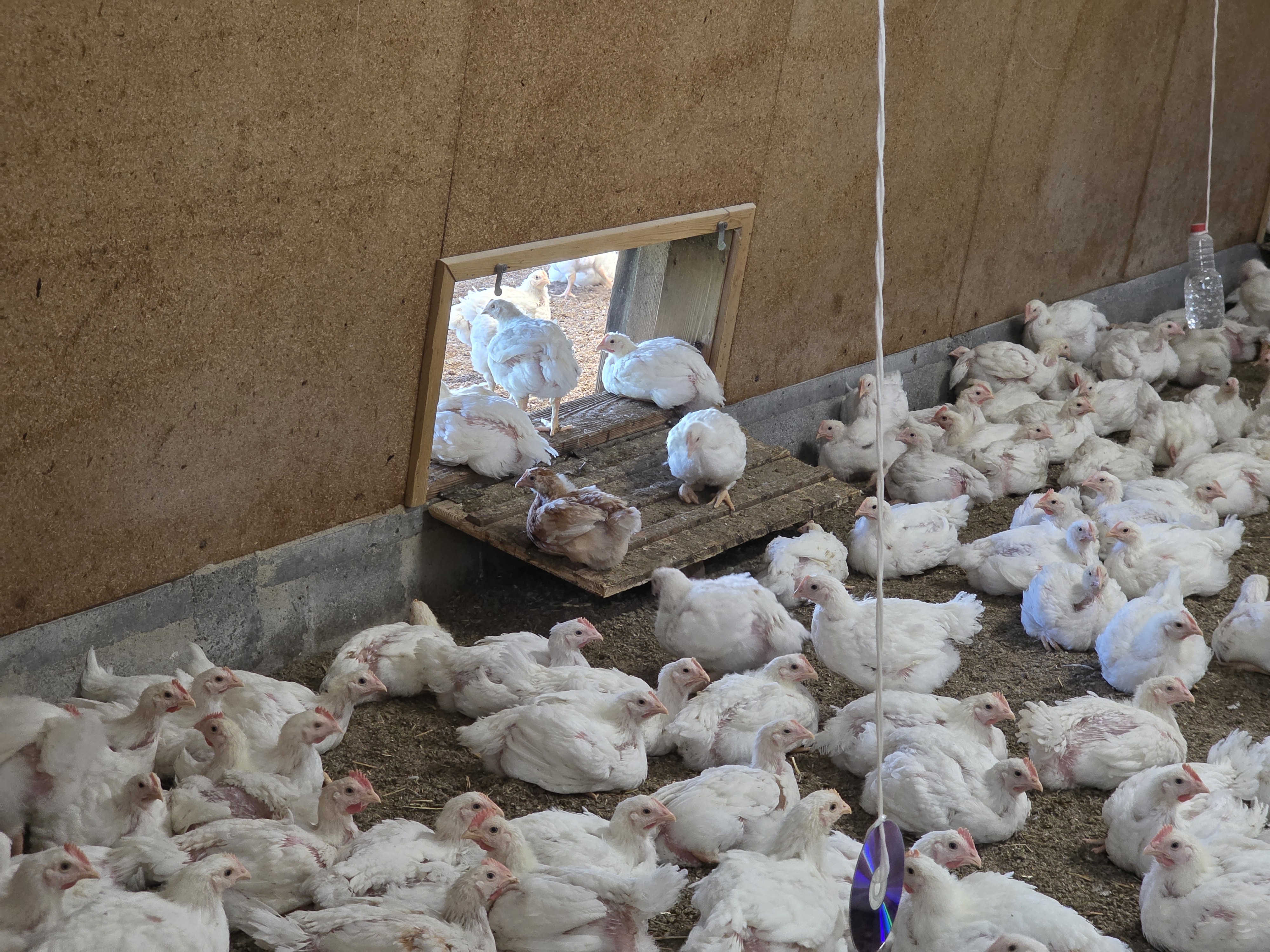 Beschäftigung für Poulet, die eine Woche länger leben. Migros verabschiedet sich mit Optigal von Ross 308. Dabei hilft das Nachhaltigkeitslabel mit dem Käfer.
