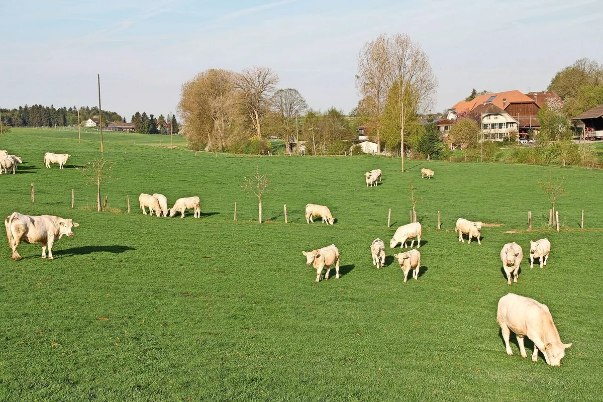 3683d5c20cb3983e94a2dacf16cc9a93889d843776436a13350f30bc0bae8ee8 Mutterkühe und ihre Kälber sind auf der Weide.