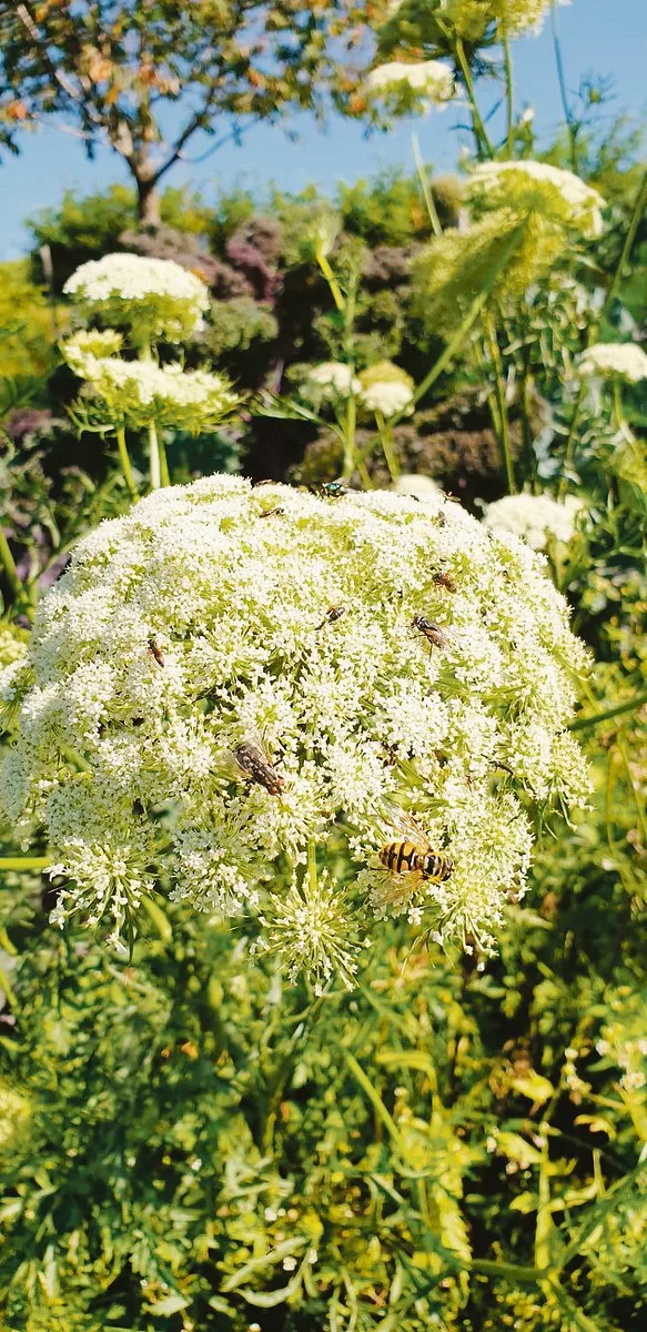 69853ed3e2176ce06278e33968538e8c1f4d1a3f Früher wurde in jedem Garten der Samen selber gezogen, was zur Vielfalt beitrug. Doch die Samenstände im Gemüsebeet erfreuen im Herbst auch das Auge und die Insekten. Wer in die Samenzucht einsteigen möchte, meldet sich bei Pro Specie Rara.(Bild zVg)