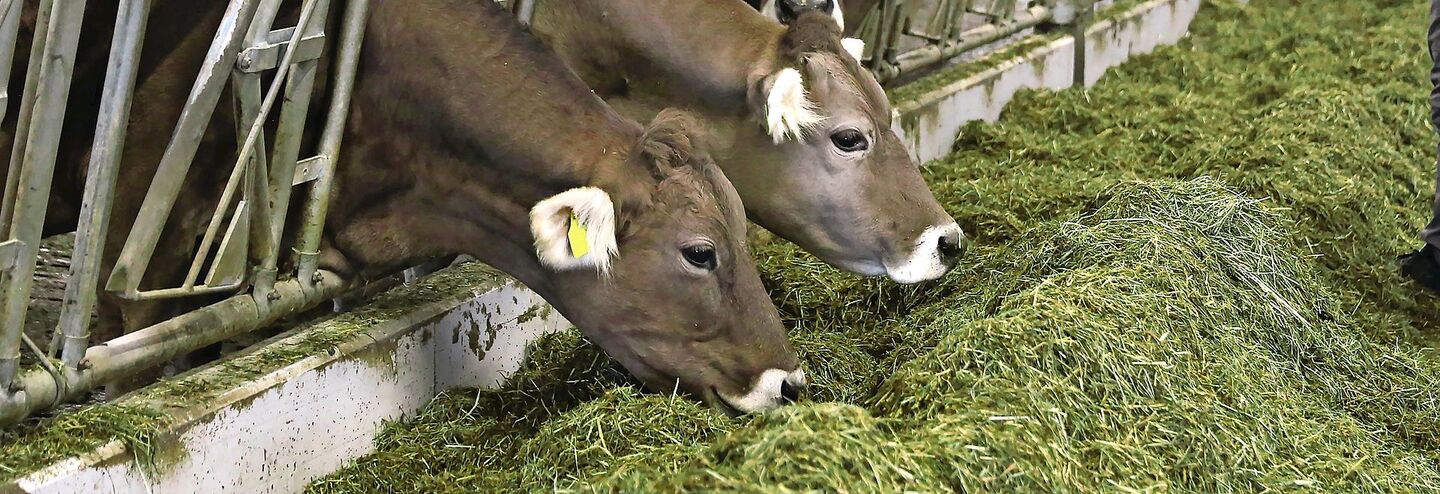 Das hohe Tierwohl und die raufutterbetonte Fütterung in der Mutterkuhhaltung beissen sich mit einer Methanausstoss-Minderung, war an der Regionaltagung von Mutterkuh Schweiz zu erfahren.
