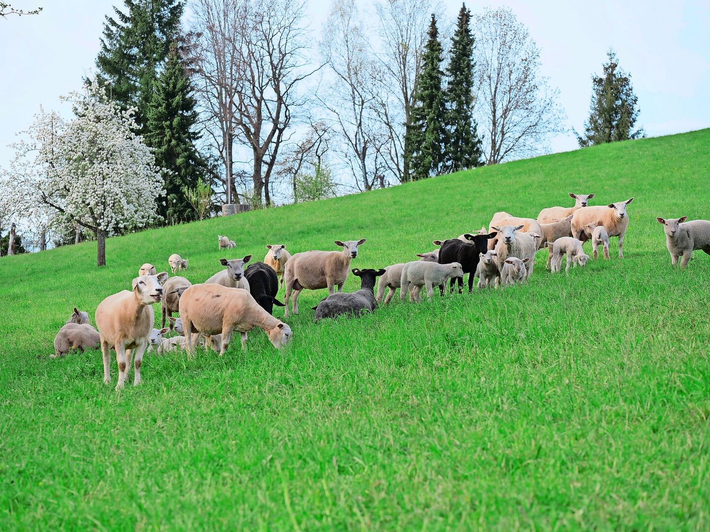 Um Reinfektionen mit Moderhinke zu vermeiden, sollte eine Weide frühestens vier Wochen nach der Nutzung durch fremde Schafe wieder bestossen werden. Etwas anders sieht es auf den Alpen aus.