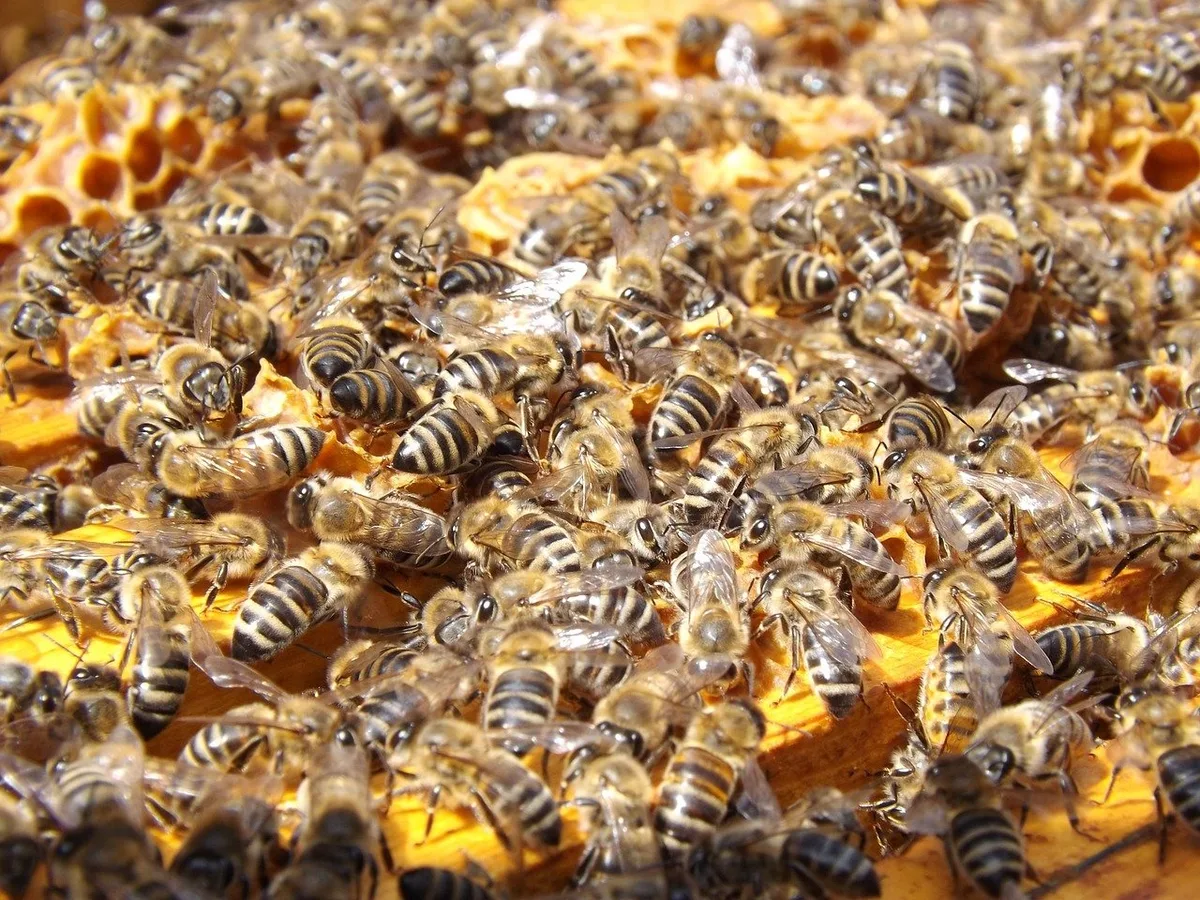 Professor sagt Bienensterben voraus – Imker sind irritiert