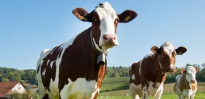 Schweizer Milchkühe werden besonders häufig mit Antibiotika behandelt.