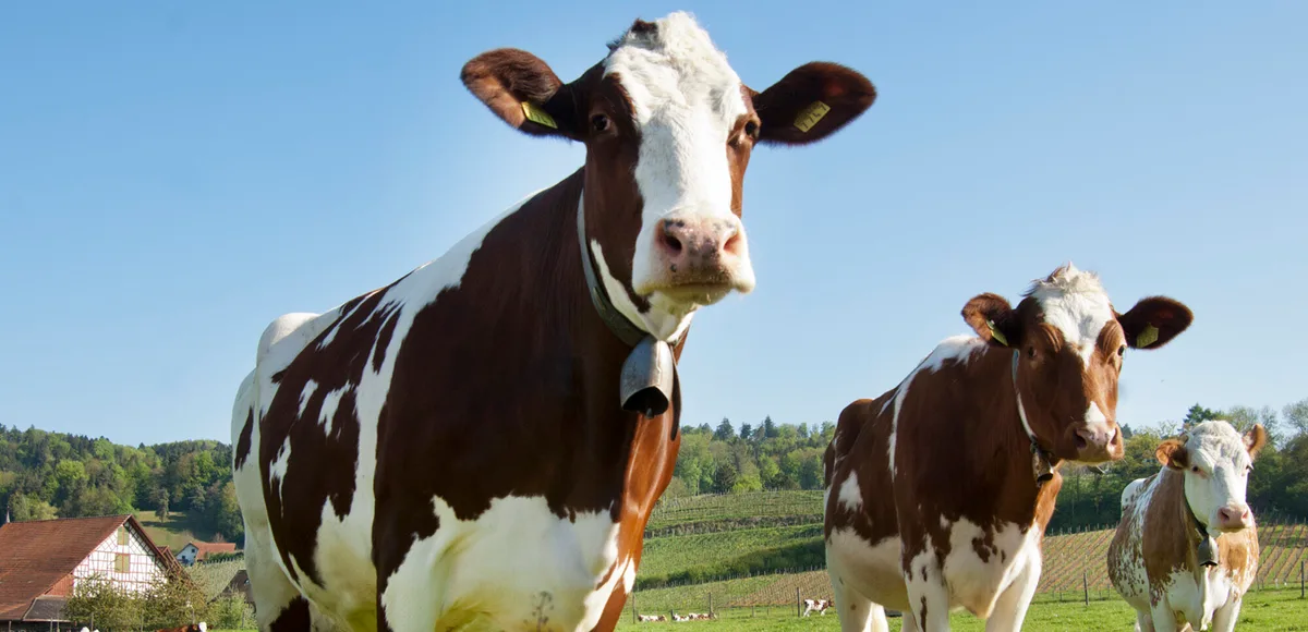 milchkuehe-agroscope Lieber eine Prämie als Expertenbesuch zur Antibiotika-Reduktion