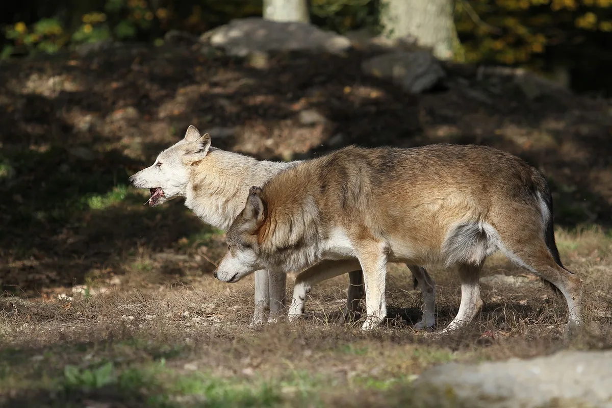 wolf_kurt_klement Bund bewilligt vier weitere Wolfsabschüsse im Kanton Graubünden