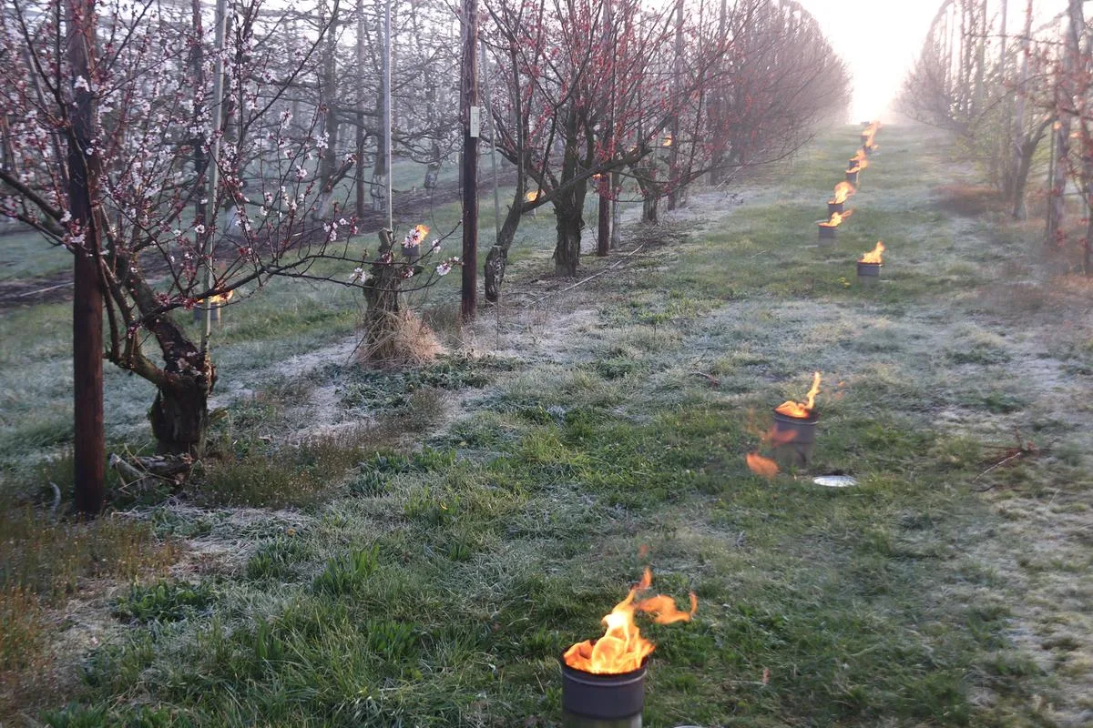 af9930ecd8c0b44ec1172decf0f20fe8ba4cd3c9 Wallis greift Obst- und Weinbauern bei Frostschutz unter die Arme
